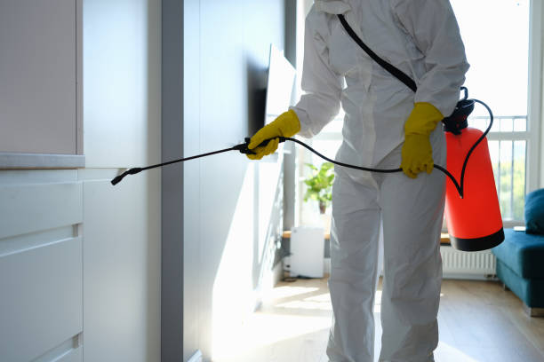 Best Mold Remediation for Specific Building Types in Mascoutah, IL