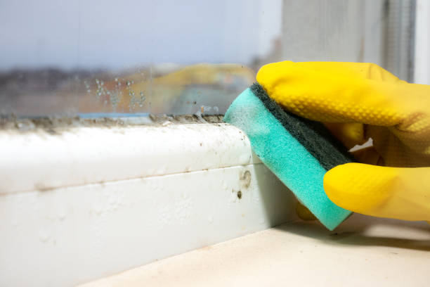 Best Commercial Mold Remediation in Mascoutah, IL