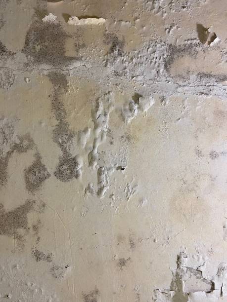 Best Post-Flood Mold Remediation in Mascoutah, IL