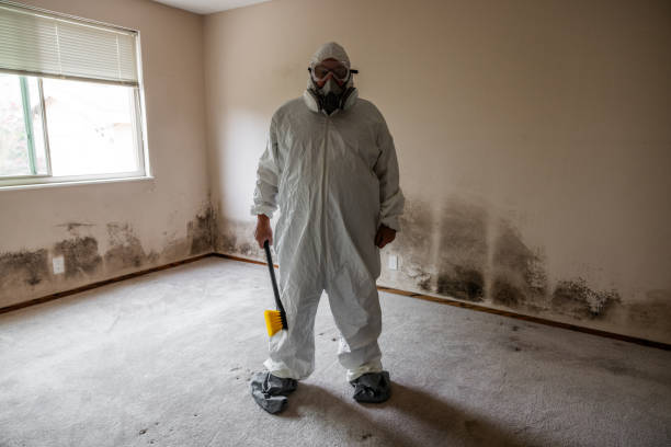 Best Emergency Mold Remediation in Mascoutah, IL