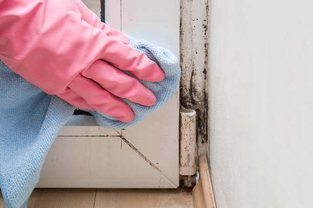 Best Crawl Space Mold Remediation in Mascoutah, IL