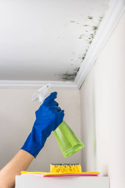 Best Health and Safety Mold Remediation in Mascoutah, IL