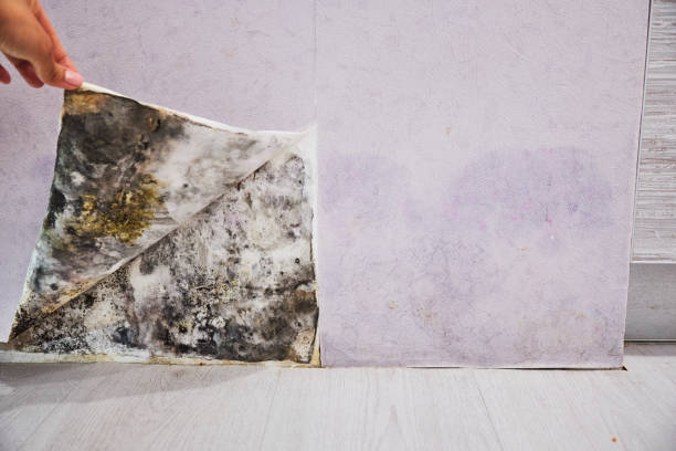 Best Residential Mold Remediation in Mascoutah, IL